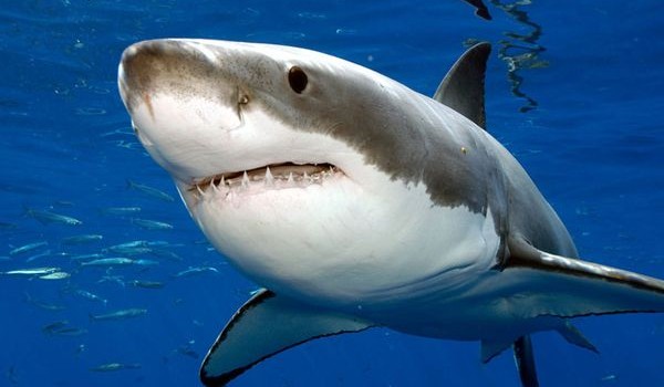 Interview with NextShark