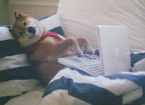 computer-dog